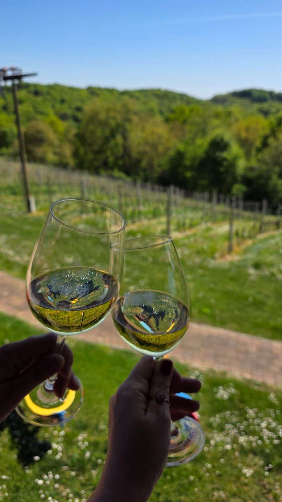 Wine camp Hažić