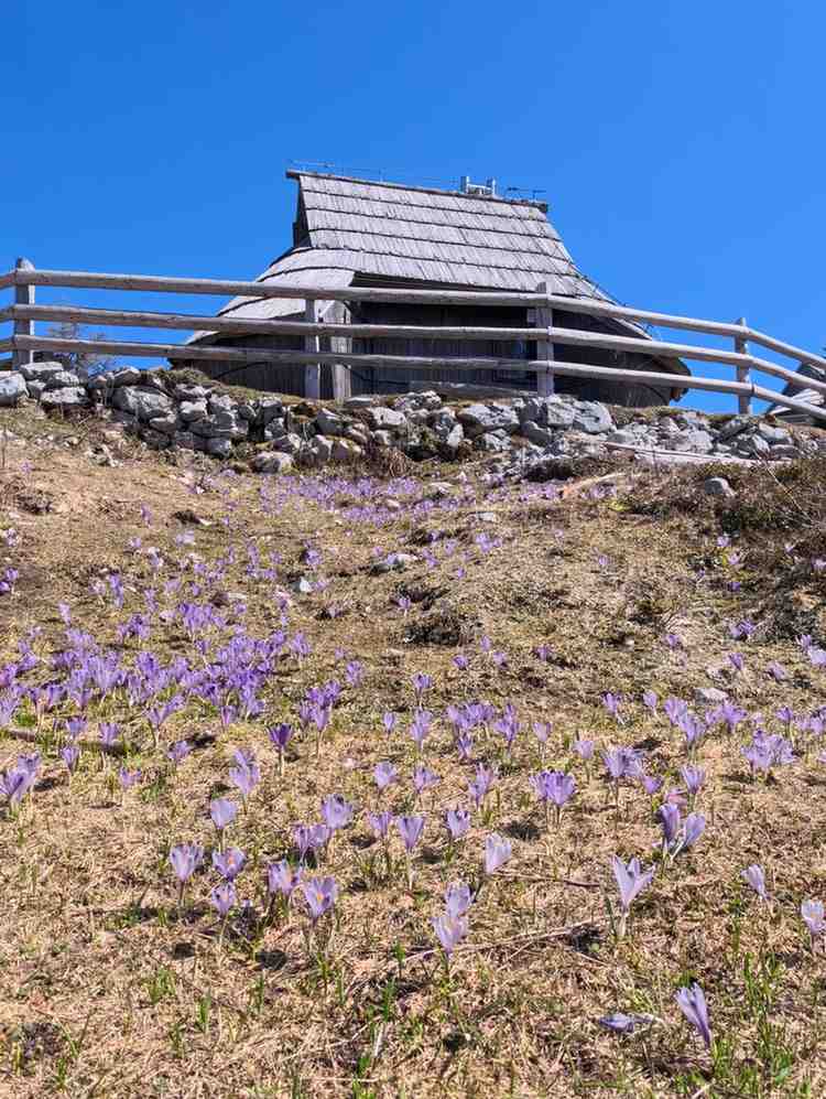 Šafrani na Velikoj planini